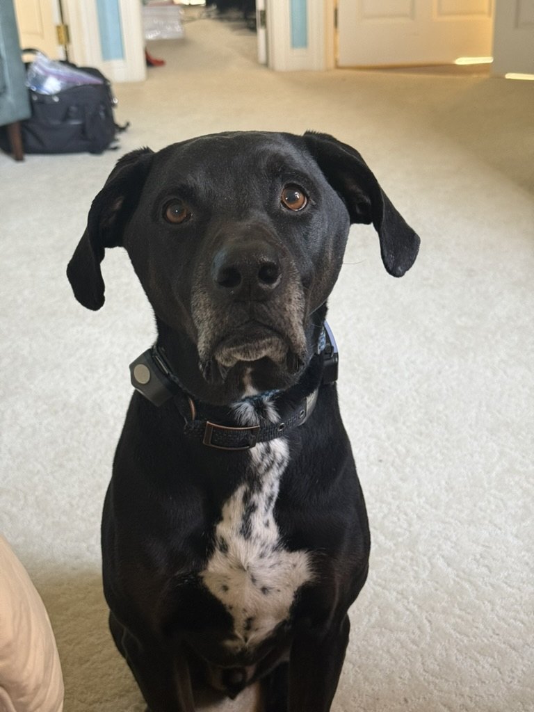 Eddie, the Moshe family dog
